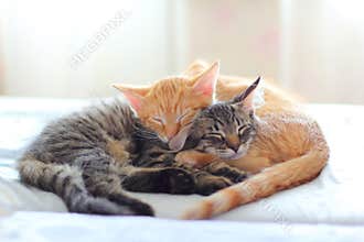 Two Cute Sleeping Kittens