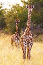 Two giraffes