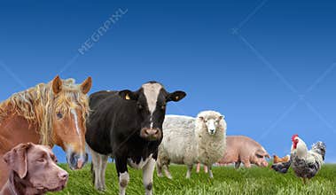 Farm animals livestock collection