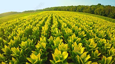 Tobacco field in Kentucky