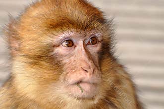 Barbary Macaque (Macaca sylvanus)