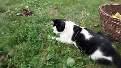 Cat catching mouse in grass