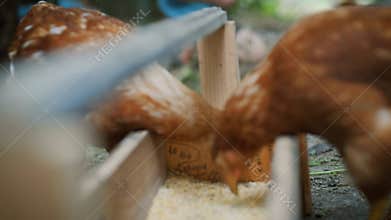 A 6-year-old boy plays in the farmhouse next to the chickens.