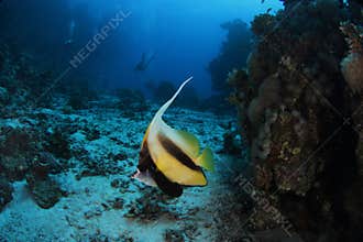 Banner fish - St John's reef Egypt