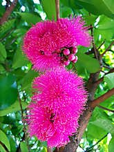 Syzygium malaccense Flowers in Blossom
