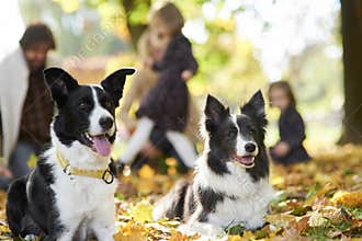 Happy dogs and family in the background