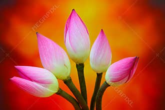 Divine bicolor lotus flower buds against abstract background