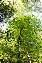 Beautiful view of tall trees in Quinta das Lagrimas Garden in Coimbra, Portugal