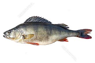 Big river perch fish isolated on white background with clipping path. River bass isolated on white background