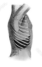 Rilations of right lung and liver in the old book Physical diagnosis by Howard Anders, New York, 1907