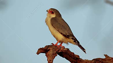 Pygmy falcon perched on a branch