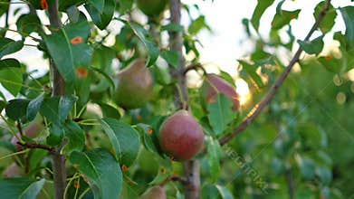 Green apples and leaves on the branches