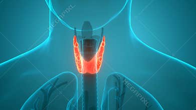 Human Body Glands Thyroid Gland Anatomy Animation Concept