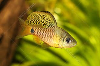 Drape finned barb Aquarium Fish Oreichthys crenuchoides neon highfin barb