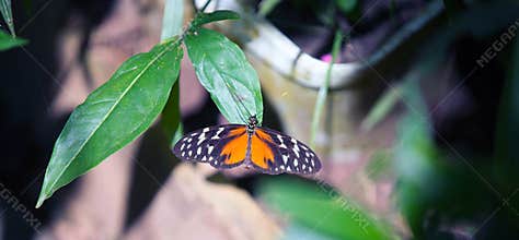 Tiger long-wing Butterfly on leaf
