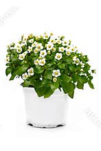 White `Exacum Affine` Persian violet plant with small flowers in full bloom in pot on white background