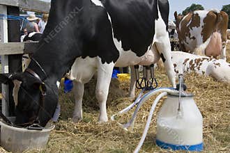 Dairy Farming - Milking a cow