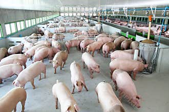 Curious pigs in Pig Breeding farm in swine business in tidy and clean indoor housing farm