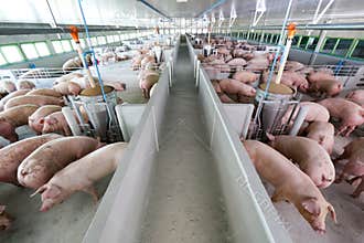 Curious pigs in Pig Breeding farm in swine business in tidy and clean indoor housing farm