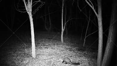 Marten, Martes foina, harves on a tree in the night. Full HD Video.