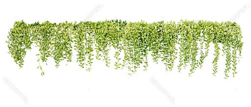 Green succulent leaves hanging vines ivy bush climbing epiphytic plant Dischidia sp. after rain in tropical rainforest garden