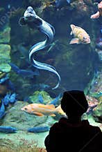 Boy Considers an Eel