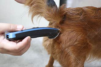 Trim the fur on the bottom of the Chihuahua dog for cleanliness and hygiene.