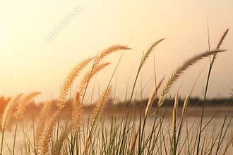 Grass flowers and a background in the evening sky.
