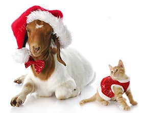 Christmas kitten and santa goat