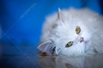 Elegant white cat