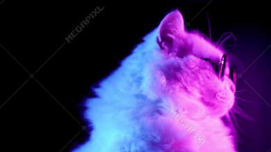 Portrait of highland straight cat with long hair and round glasses in neon light