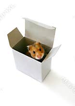 Inside the box
