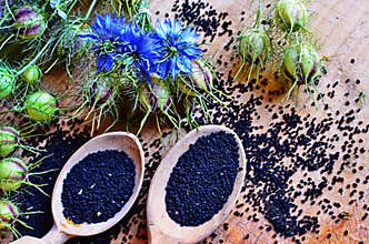 Black Cumin field , Nigella Sativa
