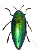 Shiny Green Beetle