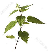Stinging Nettle