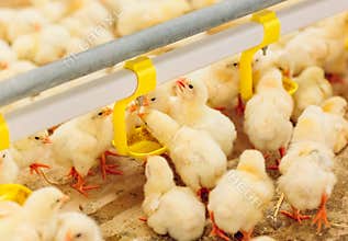 Indoors chicken farm, chicken feeding, farm for growing broiler chickens