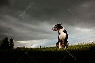 Border Collie With Dramatic Sky