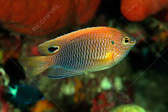 Princess damselfish (Pomacentrus vaiuli)