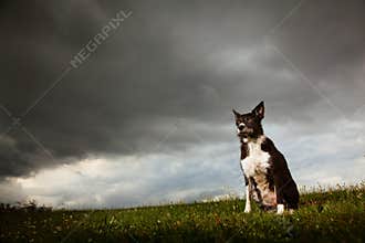 Border Collie With Dramatic Sky