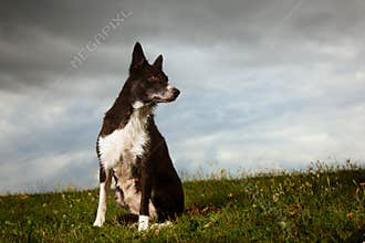 Border Collie With Dramatic Sky