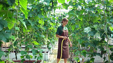 Commercial gardener watering the flowers
