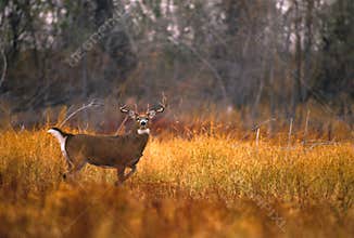 Whitetail Buck in Meadow