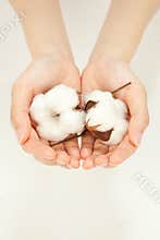 Cotton