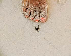 Spider on white sandy beach in Caribbeans