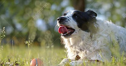 Purebred border collie panting after playing