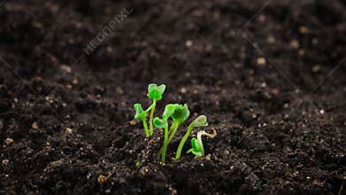 Growing plants in timelapse, sprouts germination newborn arugula plant in greenhouse agriculture