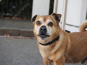 dog animal of class Mammalia (mammals