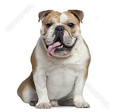 English bulldog, 11 months old, sitting