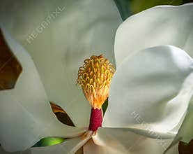 Magnolia blossom closeup of carpels and stamens