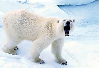 Polar Bear